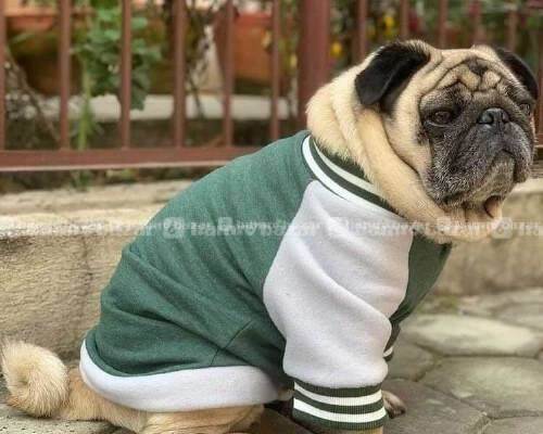  comfortable and stylish winter clothes for dog 2