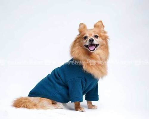  comfortable and stylish winter clothes for dog 4