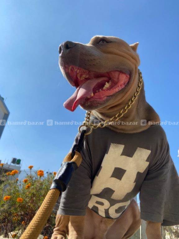 American bully for stud service 2