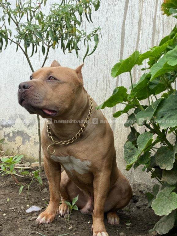 American bully for stud service 4
