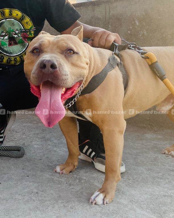American bully for stud service 3