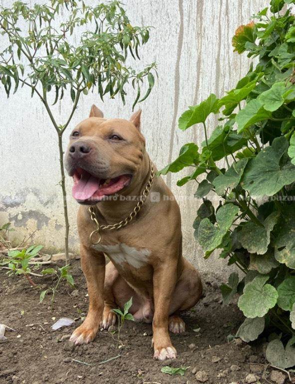 American bully for stud service 5