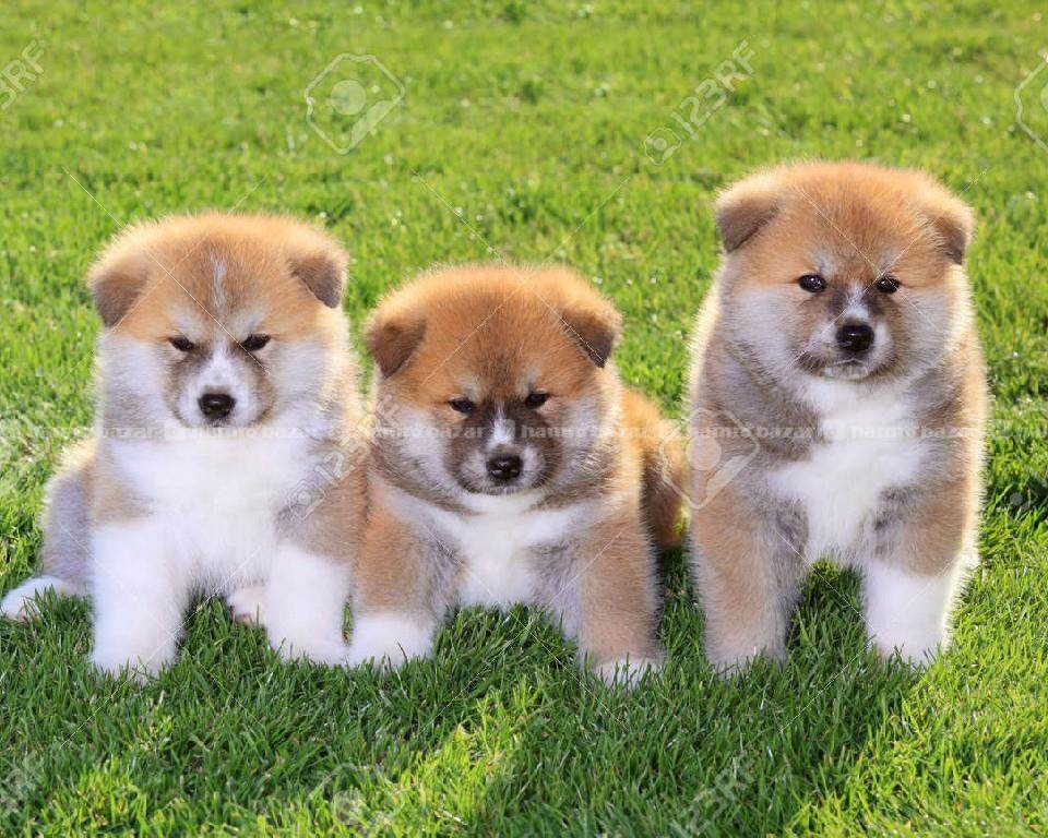 Japanese Akita Akita Pomeranian Mix For Sale Japanese Akita White