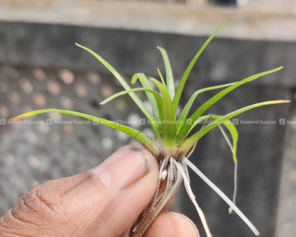 Dwarf Sagittaria Hair Grass Aquarium Plants 2
