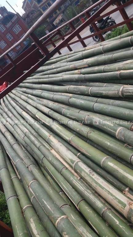 Bamboo ( Baas )Suppliers 1