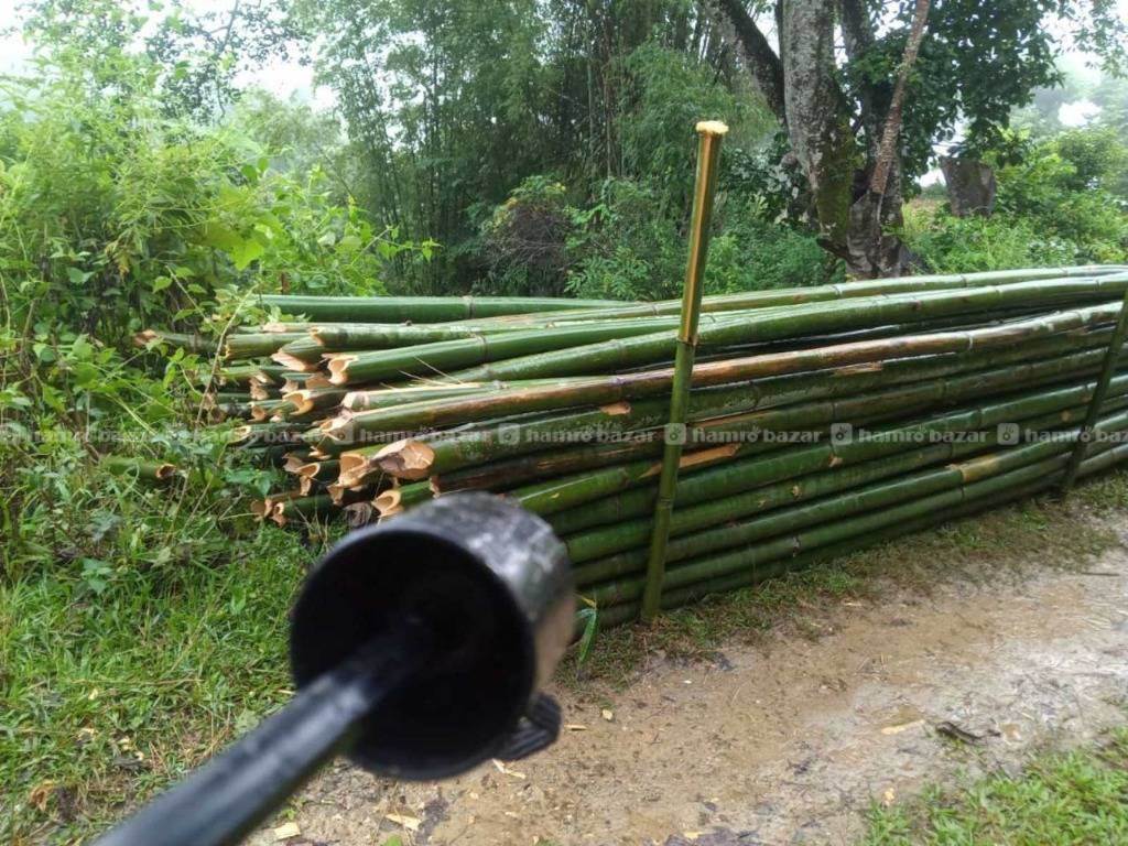 Bamboo ( Baas )Suppliers 3