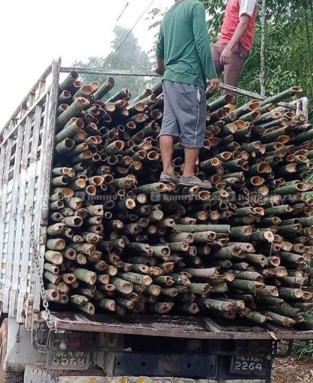 Bamboo ( Baas )Suppliers 4