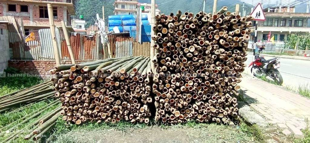 Bamboo ( Baas )Suppliers 2