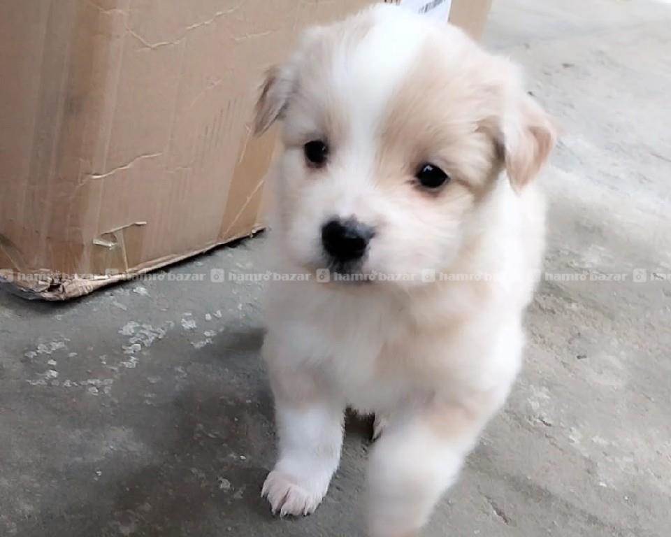 Husky Mix Golden Retriever Japanese Spitz Mix Golden Retriever