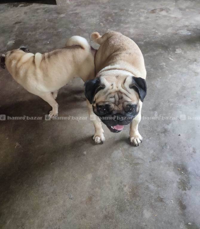 Pug mating service  5