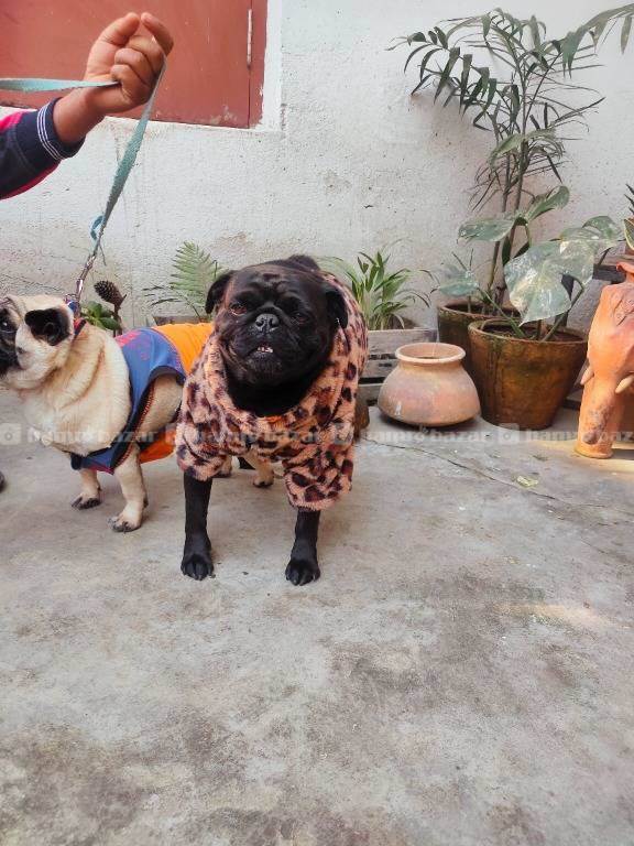 Pug mating service  3