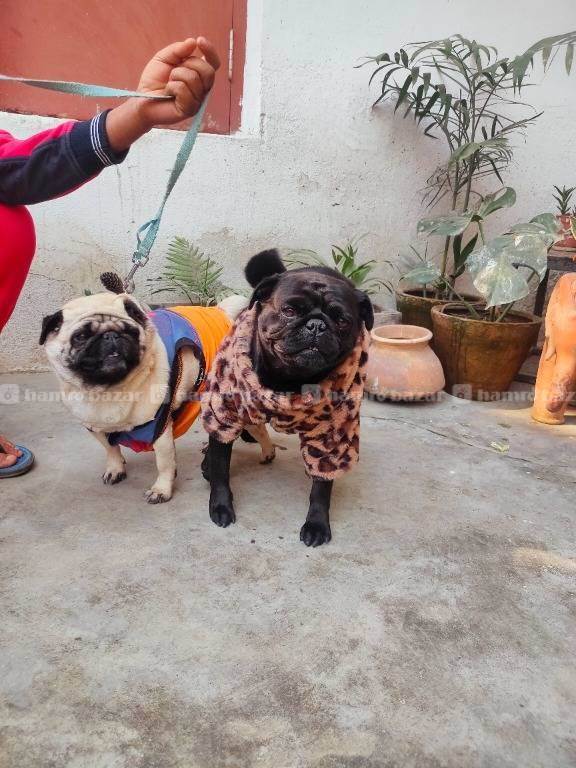 Pug mating service  2