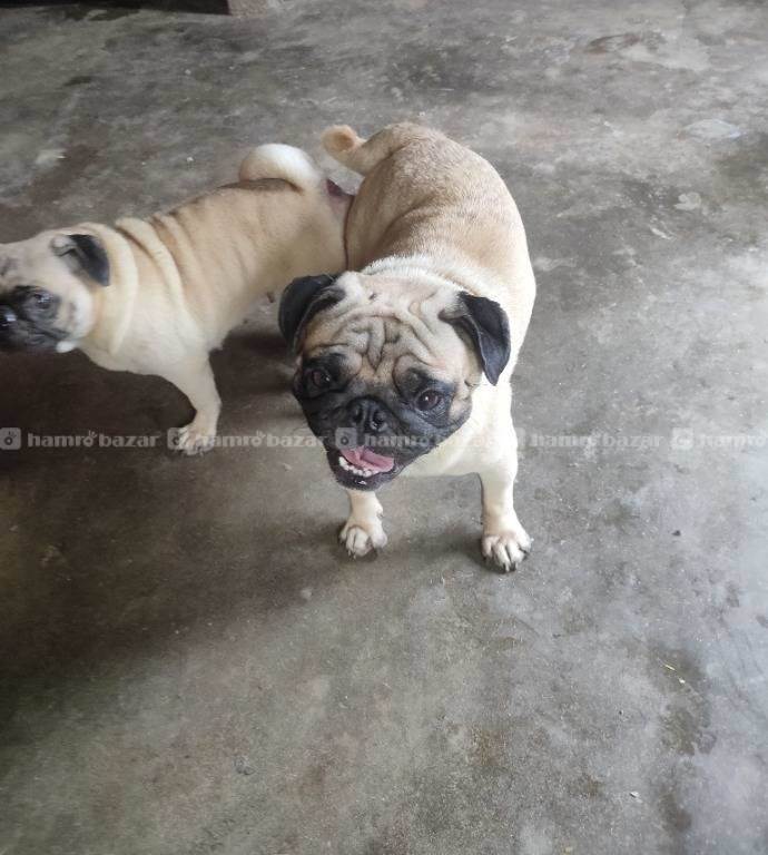 Pug mating service  4